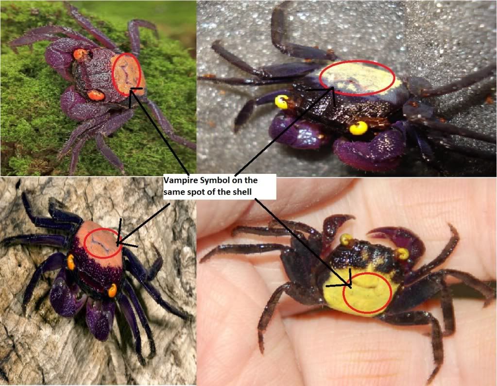 ShiJie Is Unstoppable Vampire Crabs ( Grapsoidea )